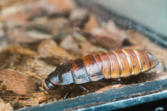 Madagascar Hissing Cockroach Or Gromphadorhina Portentosa, Aka The Hissing Cockroach Or Simply Hisser,