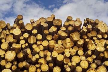 Stacks of woods
