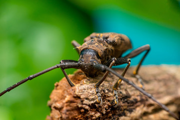 Naklejka premium Front view of brown Spined Oak Borer Longhorn Beetle (Arthropoda: Insecta: Coleoptera: Cerambycidae: Elaphidion mucronatum) crawling on a tree branch isolated with buttery, smooth, green background