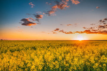 Sun At Sunset Sunrise Over Horizon Of Spring Flowering Canola, R