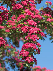 Blühender Rotdorn, Crataegus laevigata