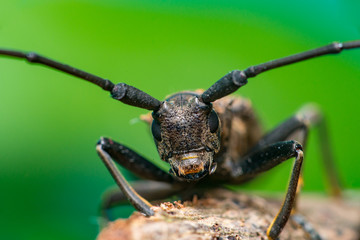 Front view of brown Spined Oak Borer Longhorn Beetle (Arthropoda: Insecta: Coleoptera: Cerambycidae: Elaphidion mucronatum) crawling on a tree branch isolated with buttery, smooth, green background