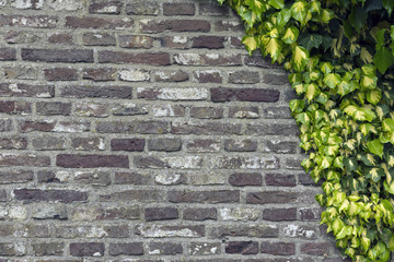 Ivy on the wall