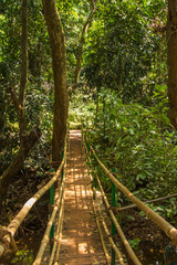 Fototapeta premium Jungle in tropical spice plantation, Goa, India