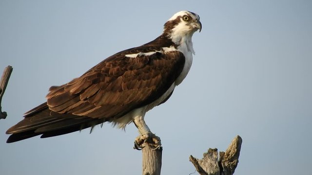 Osprey in Tree