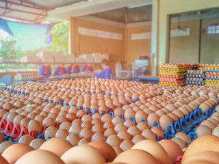 Abstract soft blurred the employees were sorting eggs in the chicken farm with the beam ,light and lens flare effect tone.