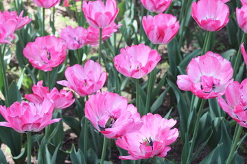Pink Tulips in People's Park Xining City Qinghai Province China Asia