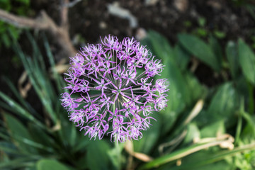 Purple flower in the garden in the spring