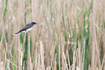 An Eastern Kingbird sits among the reeds.