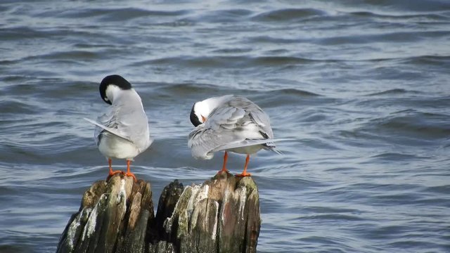 Forster's Terns