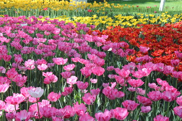 Pink Tulips in People's Park Xining City Qinghai Province China Asia