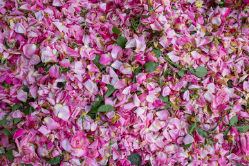Fototapeta premium バラの花びら