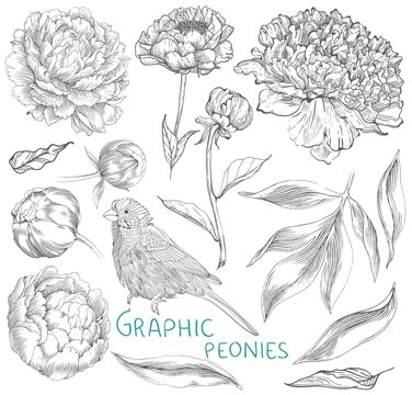 Ink hand drawn illustrations of ornate peonies