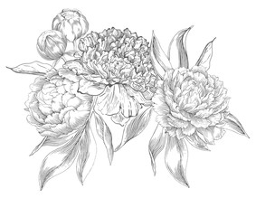 Ink hand drawn illustrations of ornate peonies
