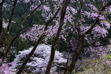 桜風景