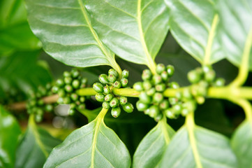 Coffee tree with green coffee beans on the branch