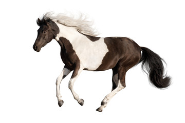Fototapeta na wymiar Beautiful piebald horse with long mane run gallop isolated on white background
