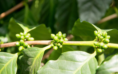 Coffee tree with green coffee beans on the branch