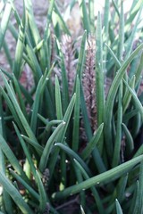Sansevieria stuckyi plant