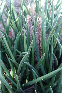 Sansevieria stuckyi plant