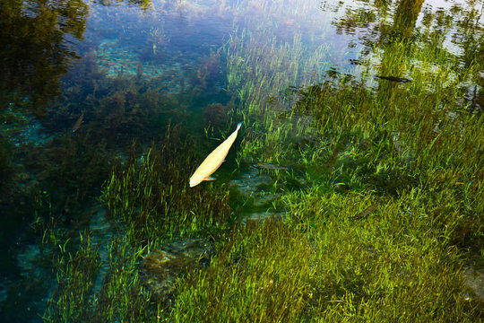 モネの絵画の様な忍野八海で有名な湧き水の鯉