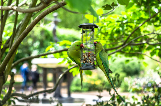 Ringneck parakeets feeding at Hyde Park, London