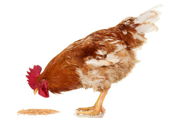 Brown rooster eat cereal grain on white background, isolated object, live chicken, one closeup farm animal