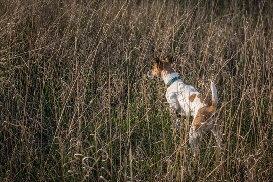 Dog fox terrier to hunt pheasant in cover