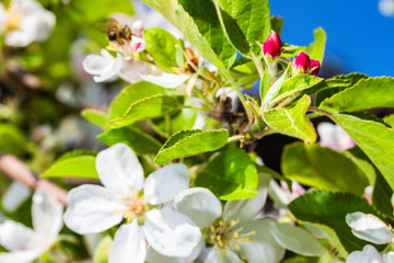 bluming apple tree