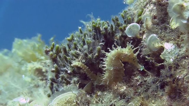 Costa Brava, diving the Mediterranean sea, Seahorse white, Spain