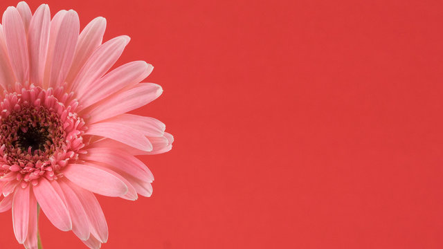 Fototapeta Pink Gebera flower on red background with copy space