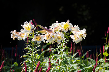 Flowers in a botanic garden in the sun