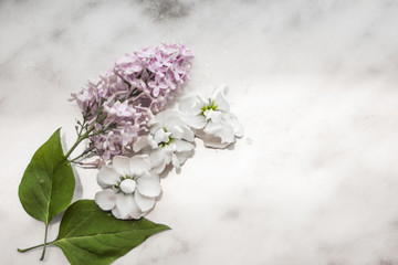 lilac flowers on marble background