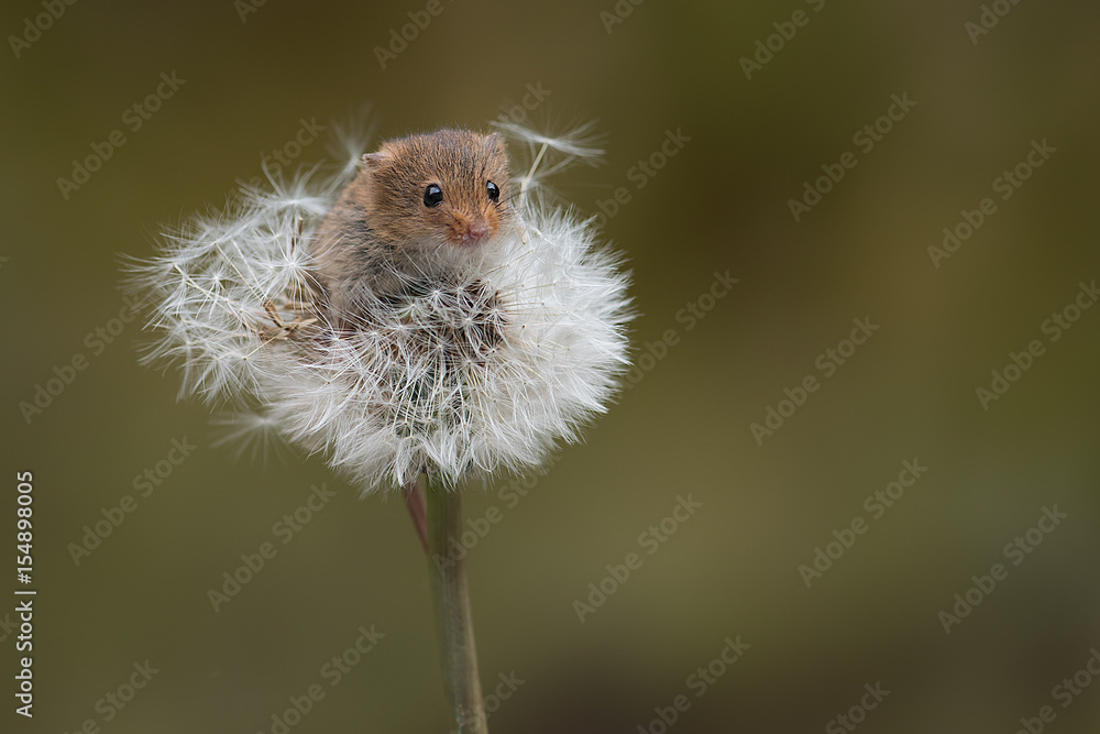 Poster a small harvest mouse balancing on the top of a dandelion clock looking forward