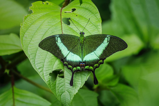 Butterfly in nature, Banded Peacock (Papilio palinurus)