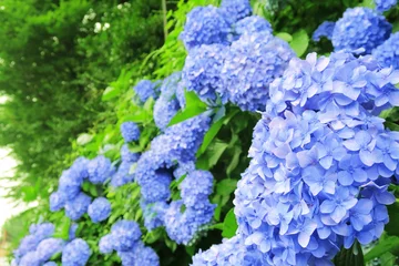 Zelfklevend Fotobehang Hydrangea 青色のあじさい