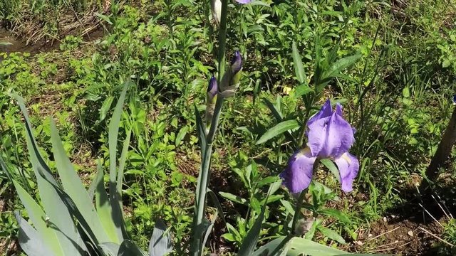 Deutsche Schwertlilie, Iris germanica, mit Blüte