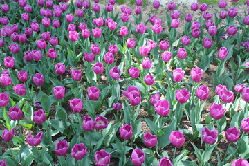 Purple Tulips in Xining City Qinghai Province China Asia