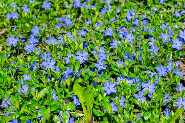 Obraz na płótnie Canvas Carpet of blue periwinkle flowers in the meadow of fresh green grass