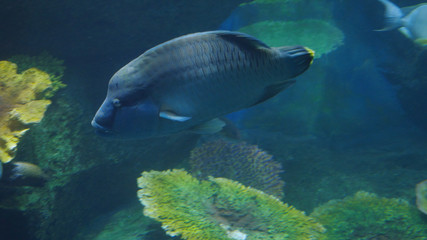 Beautiful exotic see fish in an aquarium. Underwater Scene