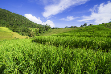 Fototapeta na wymiar Pa Pong Piang Rice terraces,Chiang Mai,Mae Cham, Thailand
