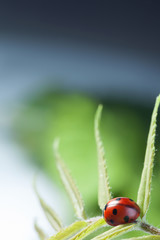 red ladybug on green leaf, ladybird creeps on stem of plant in spring in garden summer