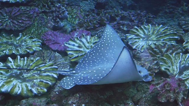 4K Swimming Stingray
Beautiful giant stingray swimming over coral reef
