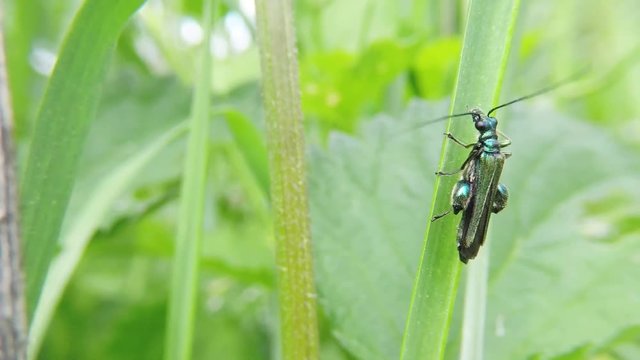 K&auml;fer auf Grashalm