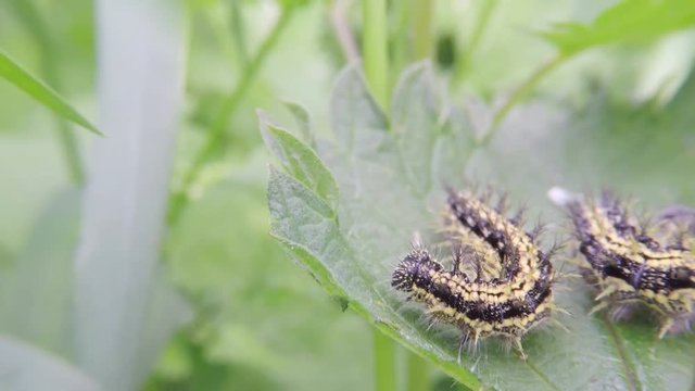 Raupe des Schmetterlings Kleiner Fuchs auf Brennessel