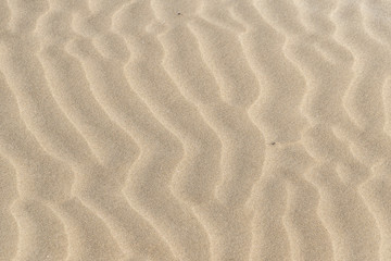 Fototapeta na wymiar Beach sand texture, La Marquesa Beach, Delta de l'Ebre, Tarragona, Catalonia, Spain.