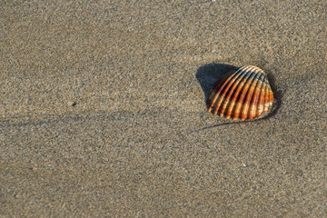 Beach sand texture, La Marquesa Beach, Delta de l'Ebre, Tarragona, Catalonia, Spain.