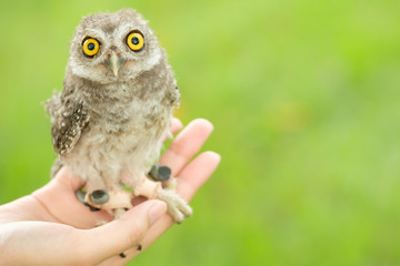 little owl standing on  hand