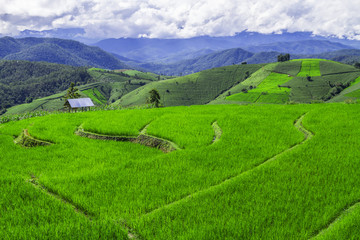 Pa Pong Piang Rice terraces,Chiang Mai,Mae Cham, Thailand