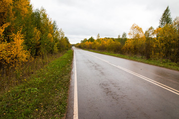 Road and yellow trees in autumn